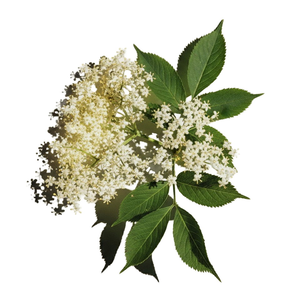 Elderflower