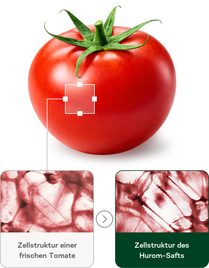 Ein Vergleich mit einer ganzen roten Tomate und zwei mikroskopischen Ansichten ihrer Zellstruktur. Die erste Ansicht zeigt die Zellstruktur einer frischen Tomate, die zweite die Zellstruktur von Hurom Saft, und belegt, dass das Entsaftungsverfahren von Hurom die Zellen intakt lässt.