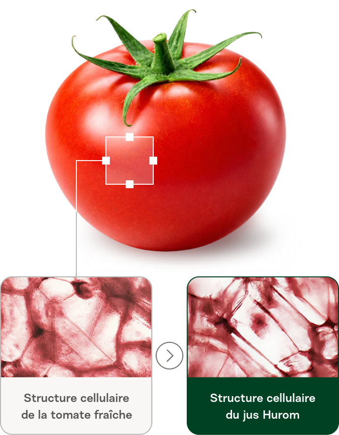 Une comparaison montrant une tomate rouge entière et deux vues microscopiques de sa structure cellulaire. La première vue présente la structure cellulaire d'une tomate fraîche et la seconde celle du jus Hurom, démontrant que la méthode d'extraction Hurom laisse les cellules intactes.